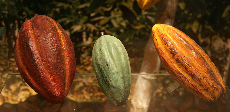 Variedades del cacao. Foto: Tamorlan